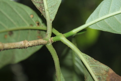 Hippotis albiflora