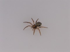 Philodromus marxi