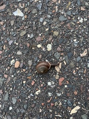 Webbhelix multilineata