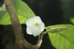 Hippotis albiflora