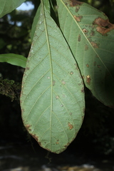 Hippotis albiflora