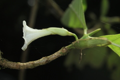 Hippotis albiflora