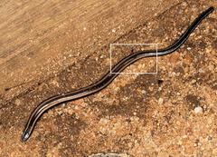 Scelotes bidigittatus