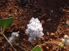 Ptilotus axillaris