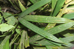 Dicranopygium parvulum