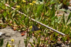 Erynnis propertius
