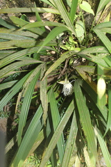 Dicranopygium parvulum