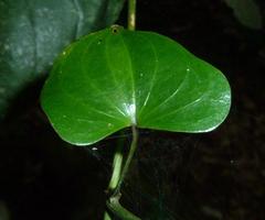 Dioscorea cotinifolia