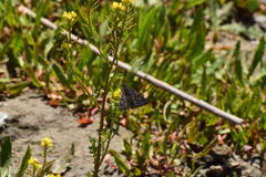 Erynnis propertius