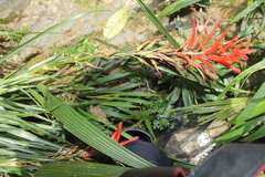 Pitcairnia macarenensis