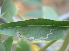 Stigmella longisacca