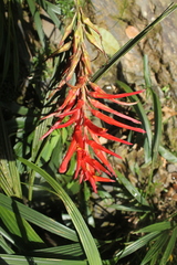 Pitcairnia macarenensis