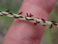 Elionurus barbiculmis