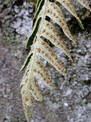 Pleopeltis thyssanolepis
