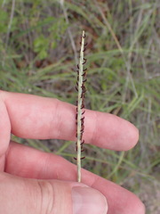 Elionurus barbiculmis