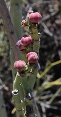 Euphorbia dregeana