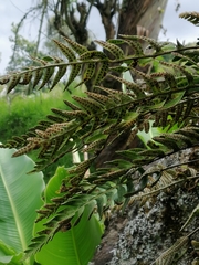 Pleopeltis thyssanolepis