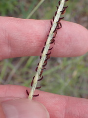 Elionurus barbiculmis