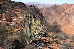 Euphorbia dregeana