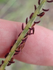 Elionurus barbiculmis