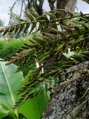 Pleopeltis thyssanolepis