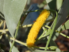 Acacia acradenia
