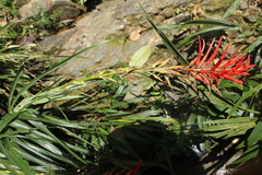 Pitcairnia macarenensis