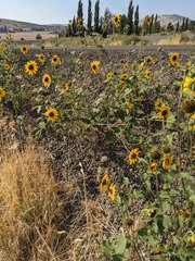 Helianthus bolanderi