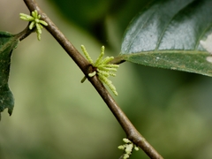 Lacistema aggregatum