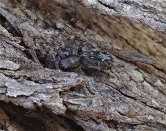 Holoplatys semiplanata