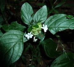 Phaulopsis imbricata