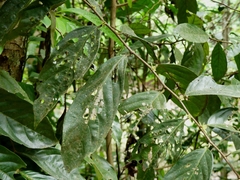 Lacistema aggregatum