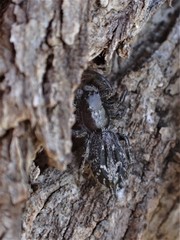 Holoplatys semiplanata