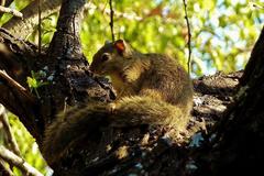 Paraxerus cepapi cepapi