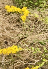 Megacyllene robiniae