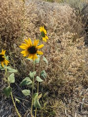 Helianthus bolanderi