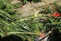 Pitcairnia macarenensis