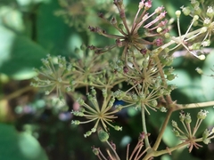 Aralia cordata