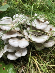Leucocybe