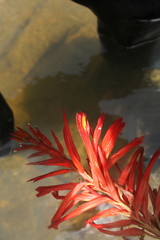 Pitcairnia macarenensis