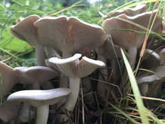 Leucocybe