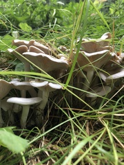 Leucocybe
