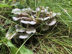 Leucocybe