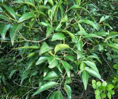 Maytenus acuminata acuminata