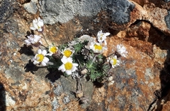 Erigeron salishii