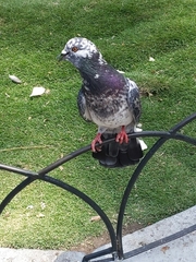 Columba livia