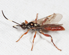Cratichneumon subfilatus