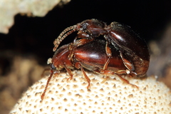 Lycoperdina ferruginea