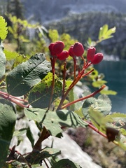Sorbus sitchensis sitchensis