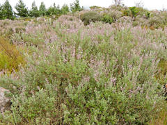 Syncolostemon albiflorus